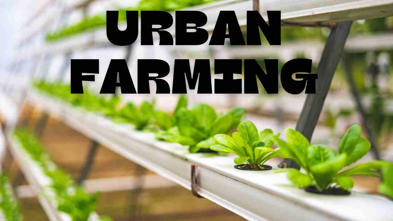 Urban Farming